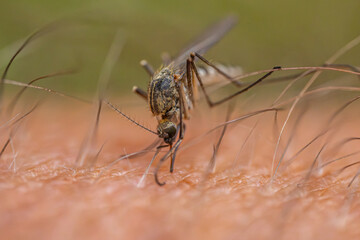 Detailed macro shot of a mosquito feeding on human skin, highlighting the insect's body, legs, and the texture of the skin with fine hairs. Background shows blurred skin texture.