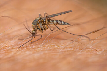 Detailed macro shot of a mosquito feeding on human skin, highlighting the insect's body, legs, and the texture of the skin with fine hairs. Background shows blurred skin texture.