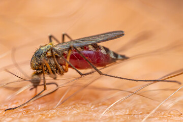 A detailed macro shot of a mosquito feeding on human skin, highlighting the insect's intricate features and the blood-filled abdomen. Background shows the texture of the skin with fine hairs.