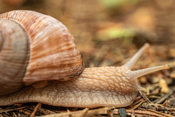 A detailed close-up of a snail crawling on the ground, highlighting its textured shell and body. The background is softly blurred, providing copy space.