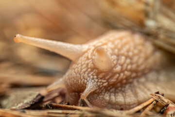 A detailed close-up of a snail crawling on the ground, highlighting its textured shell and body. The background is softly blurred, providing copy space.