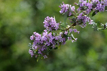 Schmetterlingsweide im Garten
