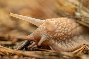 A detailed close-up of a snail crawling on the ground, highlighting its textured shell and body. The background is softly blurred, providing copy space.
