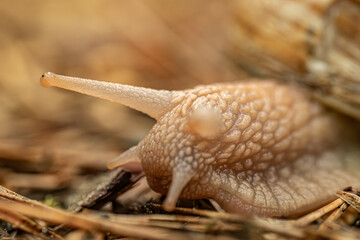 A detailed close-up of a snail crawling on the ground, highlighting its textured shell and body. The background is softly blurred, providing copy space.
