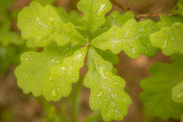 A close-up view of a green leaf with several water droplets, showcasing its texture and intricate vein pattern. Background is softly blurred, providing copy space.