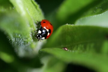 Marienkäfer auf grünem Blatt