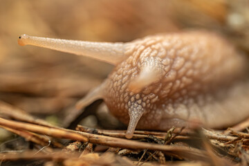 A detailed close-up of a snail crawling on the ground, highlighting its textured shell and body. The background is softly blurred, providing copy space.
