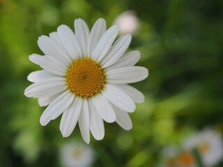 Obraz premium Einzelne Margeritenblüte