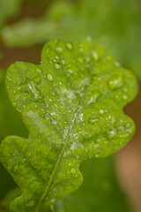 A close-up view of a green leaf with several water droplets, showcasing its texture and intricate vein pattern. Background is softly blurred, providing copy space.