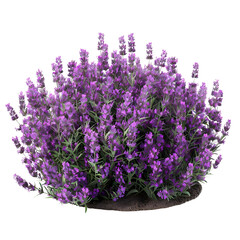 Obraz premium A vibrant lavender bush in full bloom, showcasing lush purple flowers and green leaves.