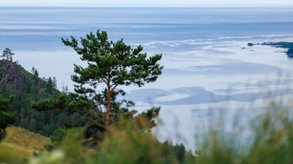 Obraz premium A tree standing on a hill, gazing at a vast expanse of water