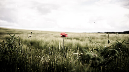 von blumen insekten und wolken