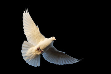 white dove in flight isolated on black background