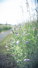 von blumen insekten und wolken