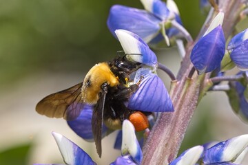 Bumble bee gathering pollen.