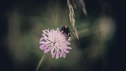 von blumen insekten und wolken