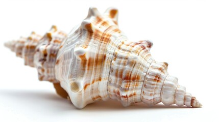 Close up image of a seashell isolated on a white background