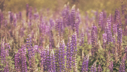 von blumen insekten und wolken