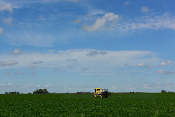 Soybean crop field , in the Buenos Aires Province Countryside, Argentina.