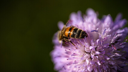 von blumen insekten und wolken