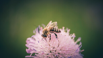 von blumen insekten und wolken