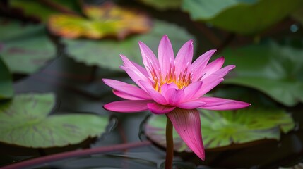 Lotus Blooming. Pink Bud of Lotus Flower in Asian Lily Pond