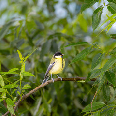 green-backed tit