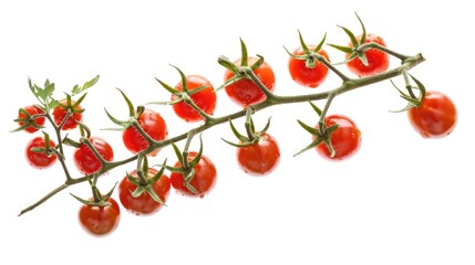 Branch of tomatoes isolated on white background with full depth of field and no shadows perfect for design projects
