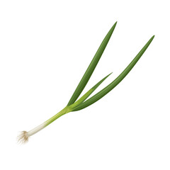 Spring onion vector illustration, Also known as scallions or green onions, isolated on white background.