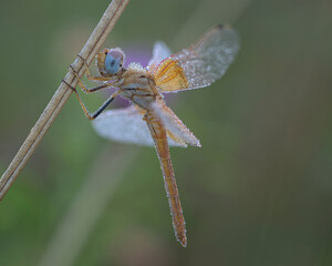 Blue-eyed dragonfly perched on a blade of grass at dawn with its body still covered in dew