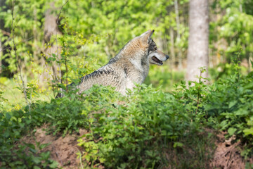 Eurasian wolf, Canis lupus in spring european forest. Wolf in its habitat,