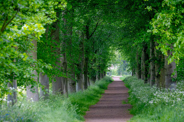 Countryside road with tree trunks and young green leaves, Spring landscape with small street and...