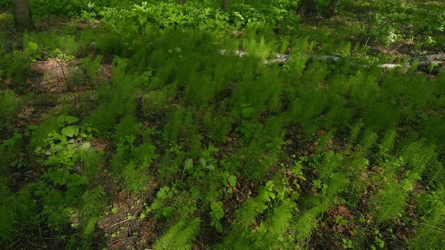 Equisetum Arvense Or Field Horsetail, Common Horsetail. Fresh Sprouts Of A Horsetail Or Snake Grass And Puzzlegrass. Many Horsetails Are Growing In Forest.