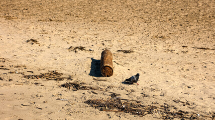 A bird stands next to a log on a sandy beach with a shadow