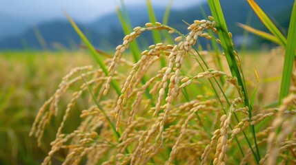 Naklejka premium Ripe rice fields awaiting harvest