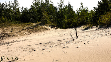 Sandy hillside with trees in the background of the image