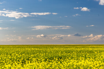 Obraz premium yellow field and sky