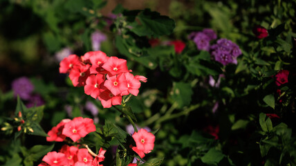 Fototapeta premium A bush with red and purple flowers, having green leaves