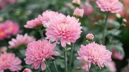 Obraz premium Chrysanthemum A Commonly Grown Flower for Decoration and Consumption