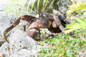 Up Close with the Mighty Coconut Crab of Vanuatu
