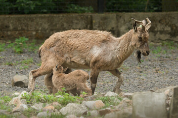 Młodziutki markur turkmeński z Warszawskiego Zoo. © Pit75Wawa