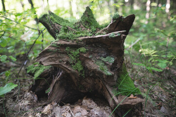 a stump from a tree cut down by loggers in the forest is covered with moss