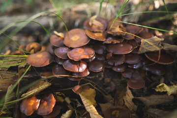 inedible mushrooms grow from a tree stump in the forest