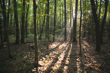 many green trees in dense forest in summer