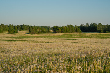 a large field with dandelions in the evening sunset
