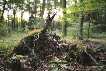 a stump from a tree cut down by loggers in the forest is covered with moss