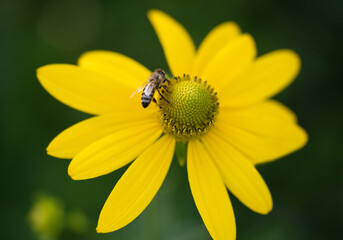 beautiful yellow flower of Rudbeckia and a bee that collects pollen