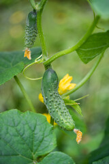 fresh green cucumbers grow in a greenhouse