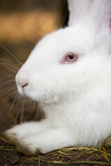 a beautiful white domestic rabbit is grazing and walking in the enclosure outdoors