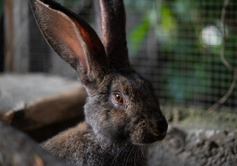 a beautiful grey domestic rabbit is grazing and walking in the enclosure outdoors